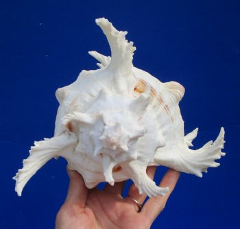9-1/2 inches Extra Large Ramose Murex Shell - $27.99