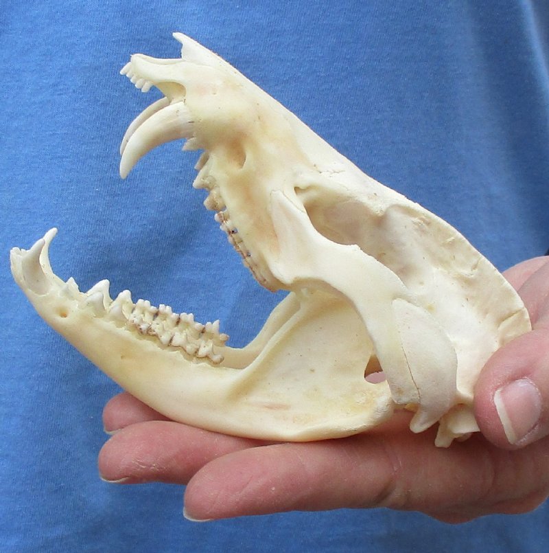 43/4 inches by 21/2 inches Real Opossum Skull for Sale