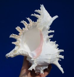 9-1/2 inches Giant Murex Ramosus Shell for $27.99