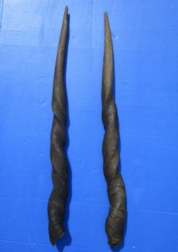 31 inches Pair of Cow Eland Horns for $54.99