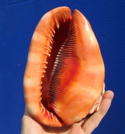6-1/2 inches Red Cameo, Bullmouth Helmet Shell for $15.99