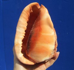 6-3/4 inches Red Cameo Shell for $15.99