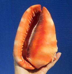 6-3/4 inches Red Cameo Bullmouth Helmet Shell for $15.99