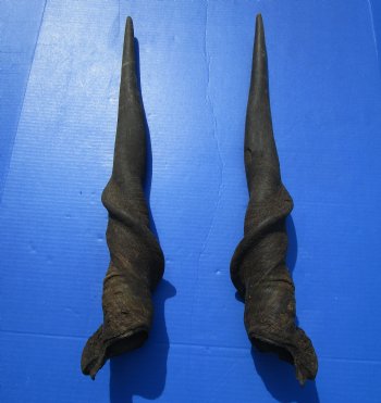 26-1/2 inches Pair of African Bull Eland Horns for $84.99
