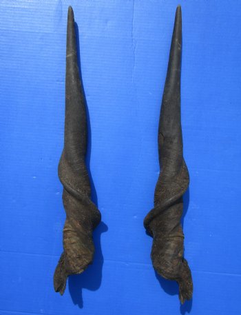 26-1/2 inches Pair of African Bull Eland Horns for $84.99