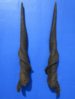 26-1/2 inches Pair of African Bull Eland Horns for $84.99