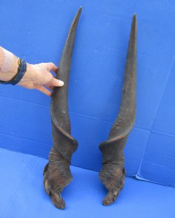 26-1/2 inches Pair of African Bull Eland Horns for $84.99