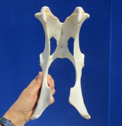 10-1/2 inches Authentic Whitetail Deer Pelvis Bone for $14.99