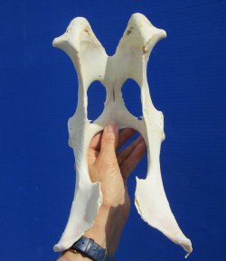 10-3/4 inches Authentic Whitetail Deer Pelvis Bone for $14.99