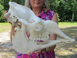 18-1/4 inches Indian Camel Skull, Grade B for $189.99