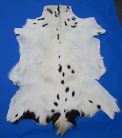 Black and White Indian Goat Skin, Hide 33 by 25 inches for $44.99