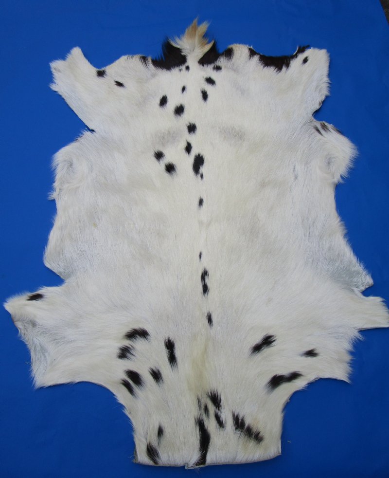 Black and White Indian Goat Skin, Hide 33 by 25 inches for 44.99