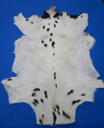 Black and White Indian Goat Skin, Hide 33 by 25 inches for $44.99