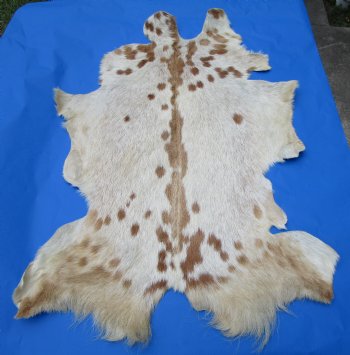 Light Tan and Brown Goat Skin, Hide 47 by 33-1/2 inches for $44.99
