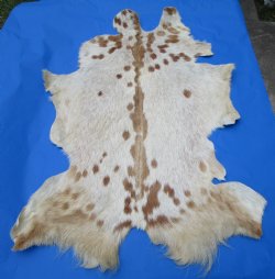 Light Tan and Brown Goat Skin, Hide 47 by 33-1/2 inches for $44.99