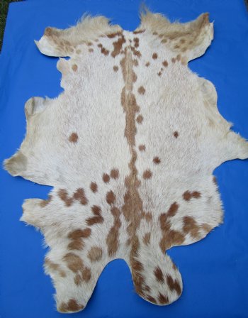 Light Tan and Brown Goat Skin, Hide 47 by 33-1/2 inches for $44.99