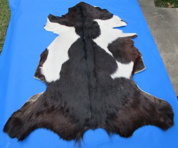 Black and White Goat Hide, Skin 43 by 35 inches for $44.99