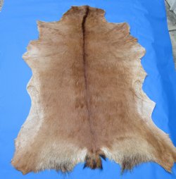 Auburn Brown Goat Skin, Hide 42 by 31 inches for $44.99