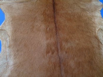 Auburn Brown Goat Skin, Hide 42 by 31 inches for $44.99