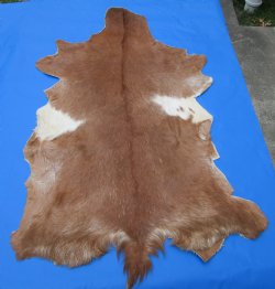 Brown and White Goat Hide, Skin 46 by 31 inches for $49.99