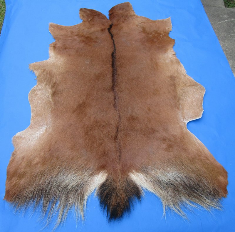 Auburn with Black Stripe Goat Skin, Hide 40 by 30 inches for 44.99