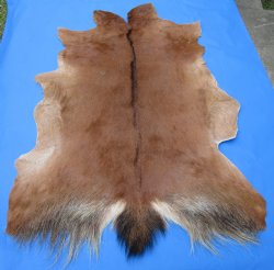 Auburn with Black Stripe Goat Skin, Hide 40 by 30 inches for $44.99