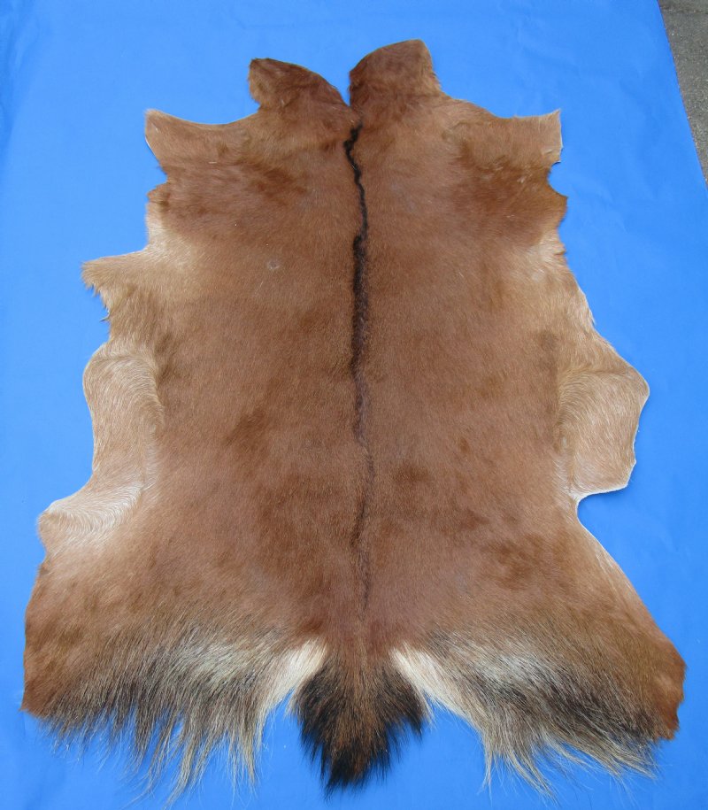 Auburn with Black Stripe Goat Skin, Hide 40 by 30 inches for $44.99