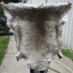 Authentic Reindeer Hide, Skin, Fur 44 by 43 inches for $154.99