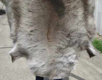 Authentic Reindeer Hide, Skin, Fur 44 by 43 inches for $154.99