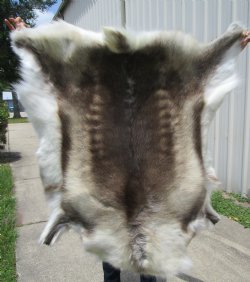 Reindeer Fur, Skin, Hide 45 by 43 inches for $154.99