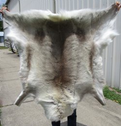Light Colored Reindeer Fur, Skin, hide 43 by 45 inches for $154.99