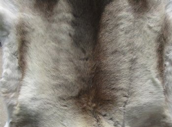 Light Colored Reindeer Fur, Skin, hide 43 by 45 inches for $154.99