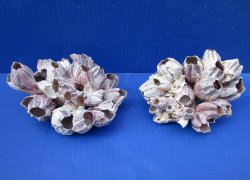 Two Purple Barnacle Clusters 5-1/4 and 6 inches for $7 each