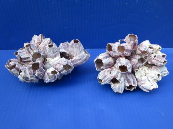 Two Purple Barnacle Clusters 5-1/4 and 6 inches for $7 each