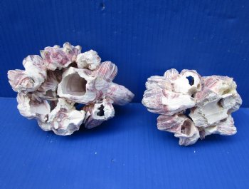 Two Purple Barnacle Clusters 5-1/4 and 6 inches for $7 each