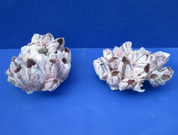 Two Purple Barnacle Clusters for Sale 5-1/2 inches for $13.99