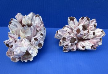 Two Purple Barnacle Clusters 5-3/4 and 6 inches for $7.00 each