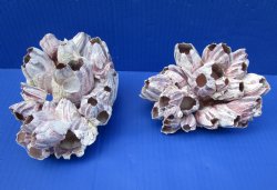 Two Purple Barnacle Clusters 5-3/4 and 6 inches for $13.99