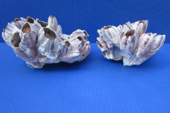 Two Purple Barnacle Clusters 5-3/4 and 6 inches for $7.00 each