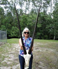 Gemsbok Skulls, Gemsbok Skull