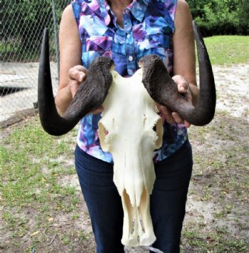 13 inches wide Female Black Wildebeest Skull <font color=red> Grade A</font> for $114.99