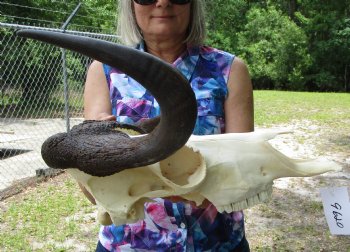 13 inches wide Female Black Wildebeest Skull <font color=red> Grade A</font> for $114.99