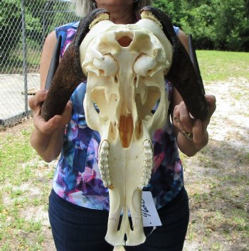 13 inches wide Female Black Wildebeest Skull <font color=red> Grade A</font> for $114.99