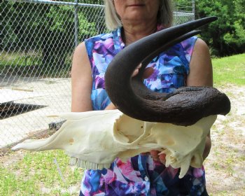 13 inches wide Female Black Wildebeest Skull <font color=red> Grade A</font> for $114.99