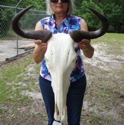 19-3/4 inches wide Female Blue Wildebeest Skull <font color=red> Grade A</font> for $120.00
