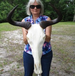 19-1/2 inches wide Female Blue Wildebeest Skull <font color=red> Good quality </font> for $120.00