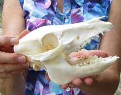 7 inches Small Georgia Wild Hog Skull for Sale for $39.99