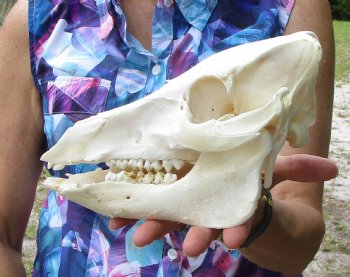 8-1/2 inches Georgia Wild Boar Skull for Sale for $49.99