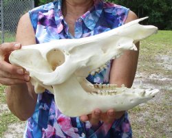 11-1/2 inches Real Georgia Wild Boar Skull for Sale for $59.99