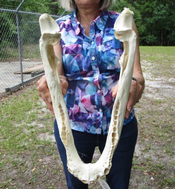17-1/2 inches Grade 2 Bottom Jaw Florida Alligator Skull for Sale - $39.99